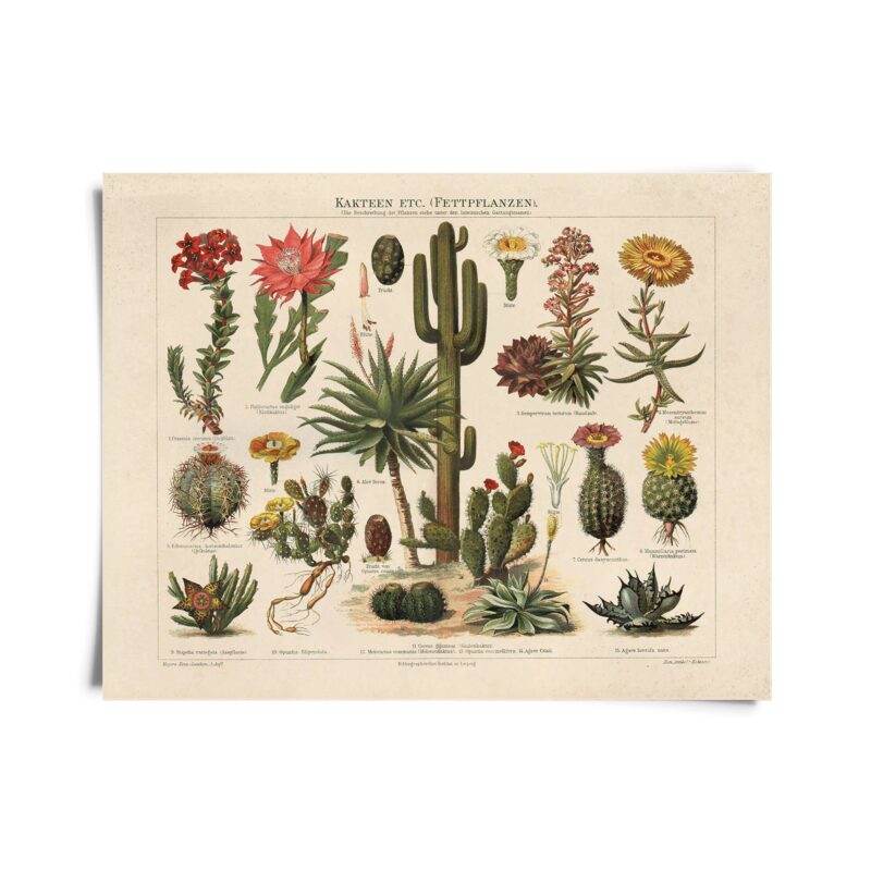 Curious Prints - Vintage Botanical Cactus Kakteen Chart 1 Print