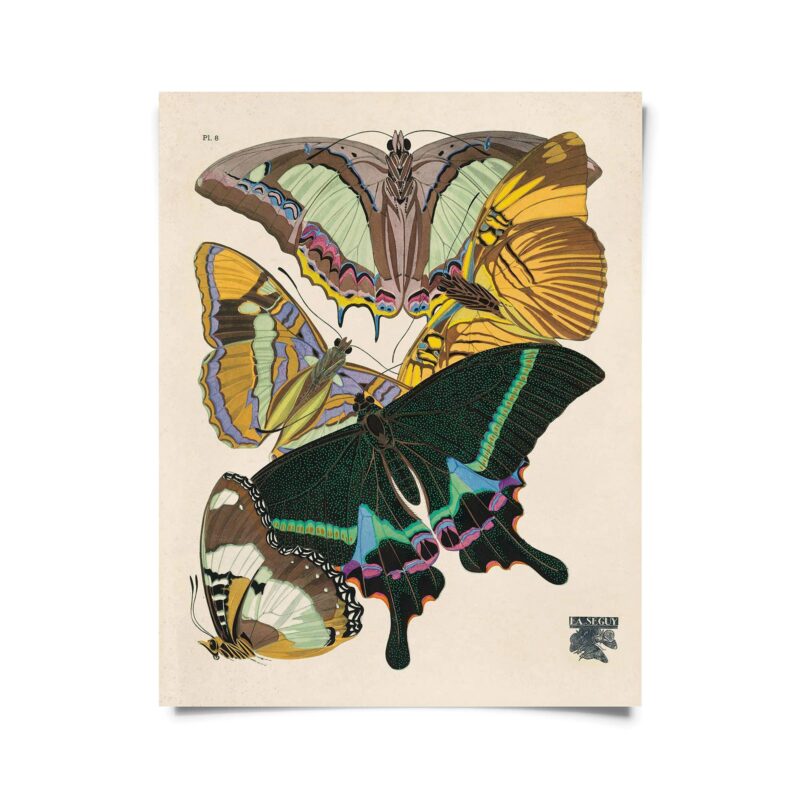 Curious Prints - Vintage Seguy Butterfly 8 Print w/ optional frame