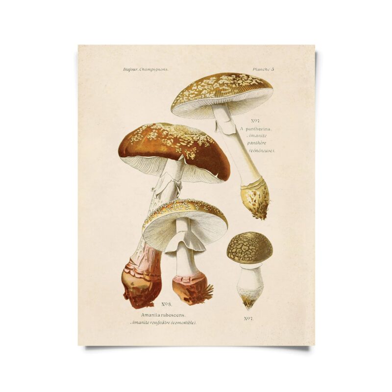 Curious Prints - Vintage Blusher Mushroom Print w/ optional frame