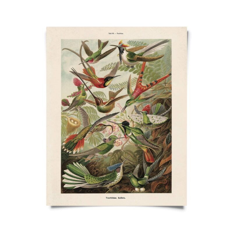Curious Prints - Vintage Haeckel Hummingbirds Print w/ optional frame