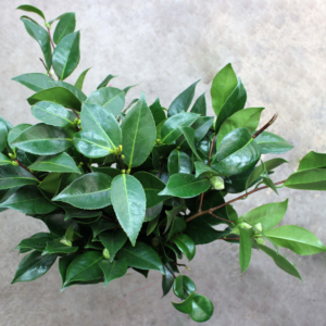 Effie Greenery