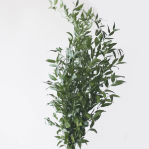 Aria Greenery