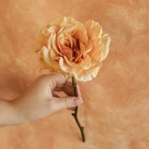 Caroline Presentation Rose