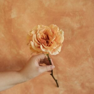 Caroline Presentation Rose